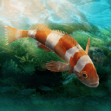 水族馆设计师 v1.0.0
