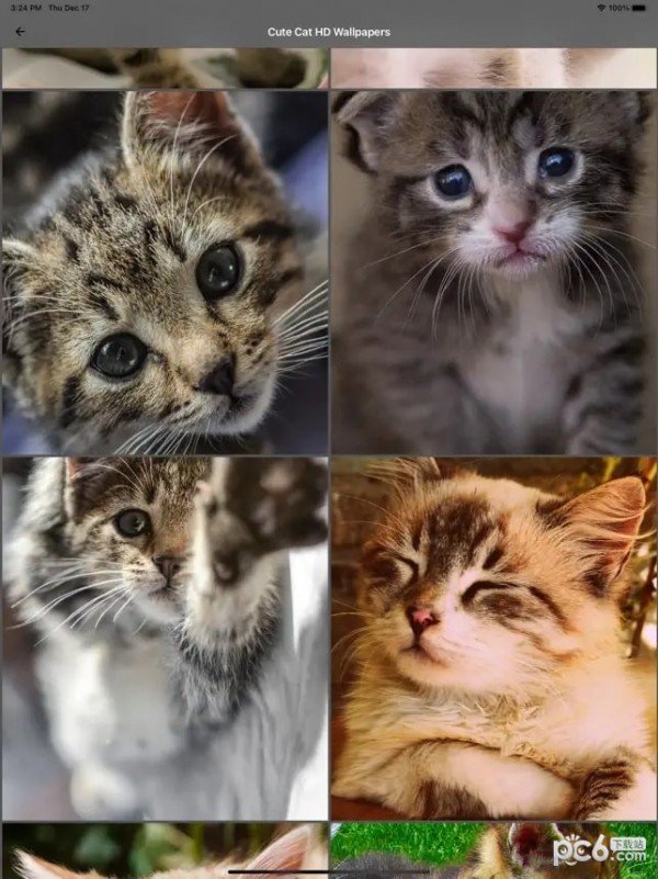 可爱猫咪高清壁纸
