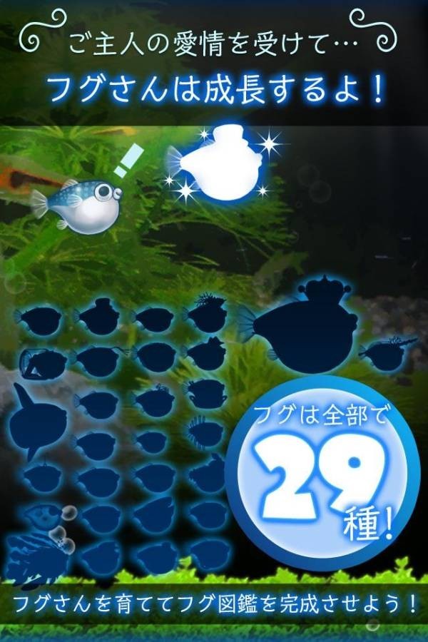 我的河豚鱼水族馆