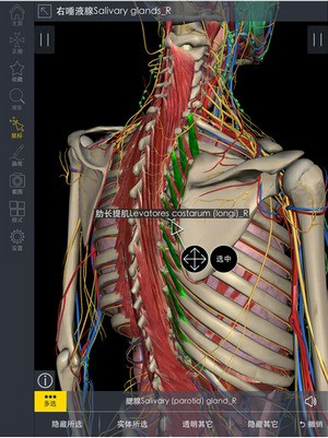 3Dbody解剖