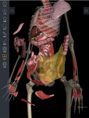 3Dbody解剖