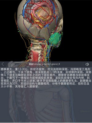 3Dbody解剖