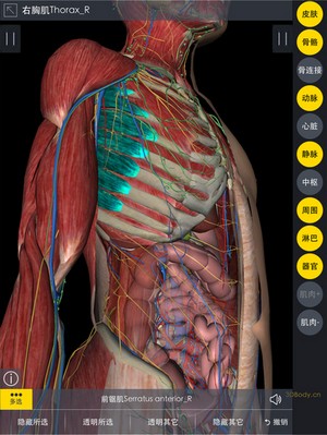 3Dbody解剖