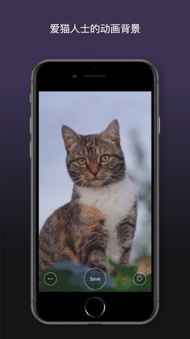猫动态壁纸iOS