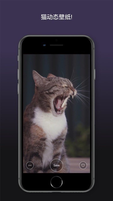 猫动态壁纸iOS