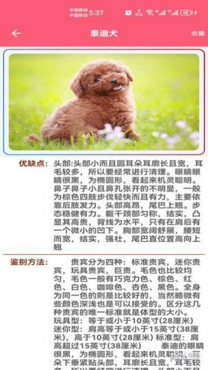 宠物宝宝大全 宠物宝宝大全