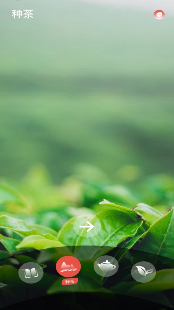 品茶文化 品茶文化