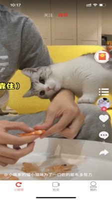 小萌猫短视频