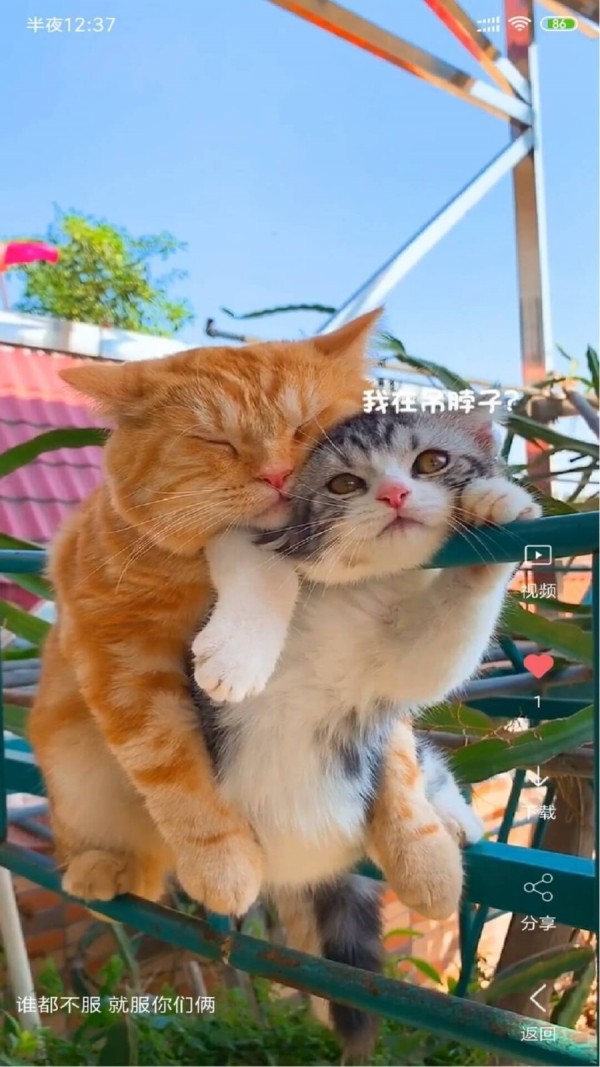 VideoWallpaper VideoWallpaper