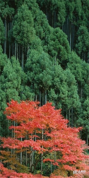 经方家论坛 经方家论坛