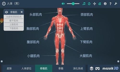 人体解剖3D模型 人体解剖3D模型