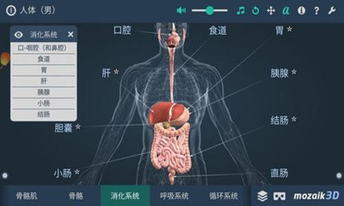 人体解剖3D模型 人体解剖3D模型