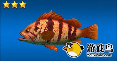 《钓鱼发烧友》鱼种图鉴大全集 恐龙湾篇[多图]图片6