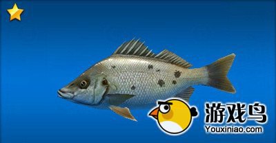 《钓鱼发烧友》鱼种图鉴大全集 恐龙湾篇[多图]图片4