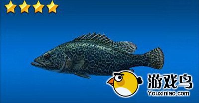 《钓鱼发烧友》鱼种图鉴 米尼通卡海滩篇[多图]图片10