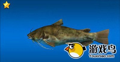 《钓鱼发烧友》鱼种图鉴 米尼通卡海滩篇[多图]图片5