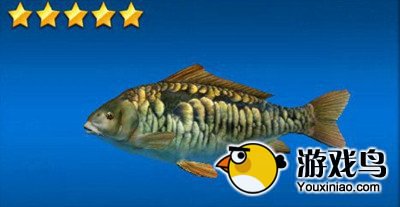 《钓鱼发烧友》鱼种图鉴 米尼通卡海滩篇[多图]图片15