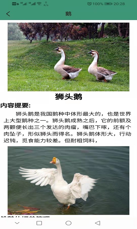 狮头鹅手机版