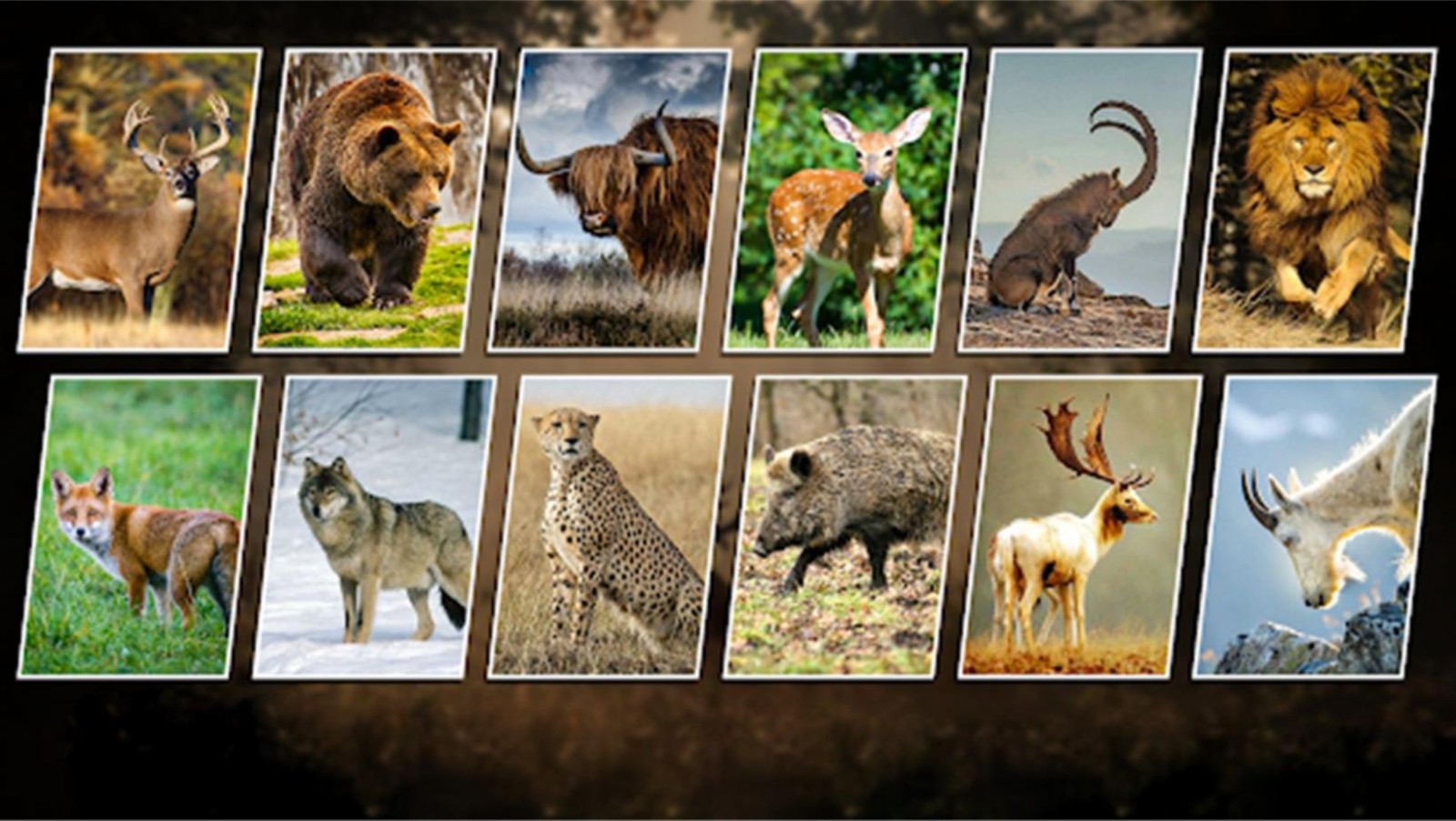 荒野狩猎求生 荒野狩猎求生