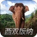 西双版纳亚洲象预警APP监测平台